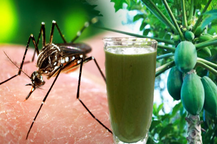dengue virus is active in winter season in jodhpur