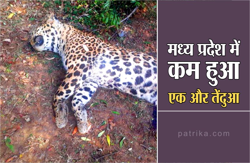 Leopard hunt by electrocution in Sidhi district of Madhya Pradesh
