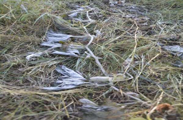 winter 2019 : कडाक़े की ठंड में लौकी की बेल पर जमीं बर्फ.... देखें तस्वीरें