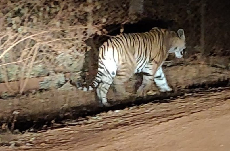 मनगटा वन चेतना केंद्र के बाहर बाघ दिखने से मचा हडंकप, DFO ने की पुष्टि, पुलिस ने किया एरिया सील