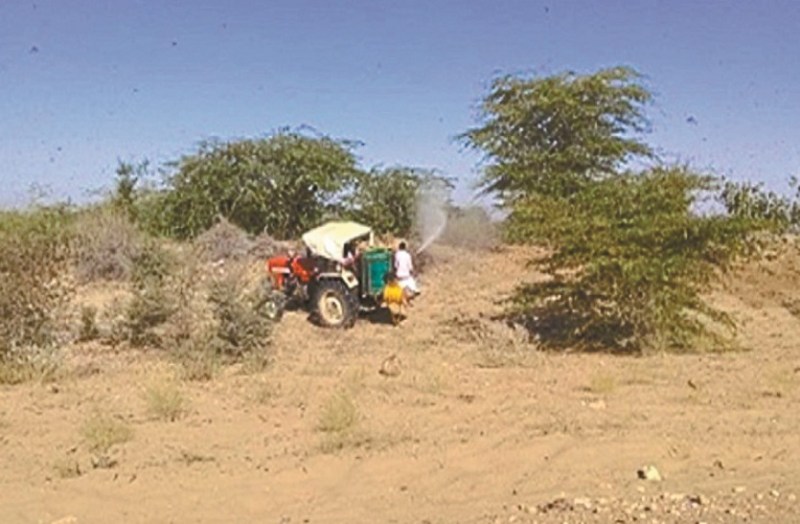 Locust attack continues