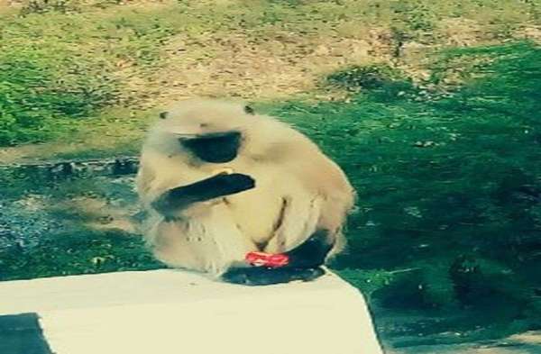 Winter Season : beautiful pics of monkeys