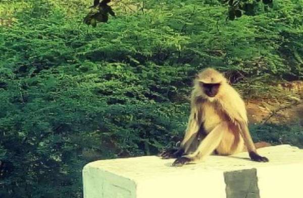 Winter Season : beautiful pics of monkeys