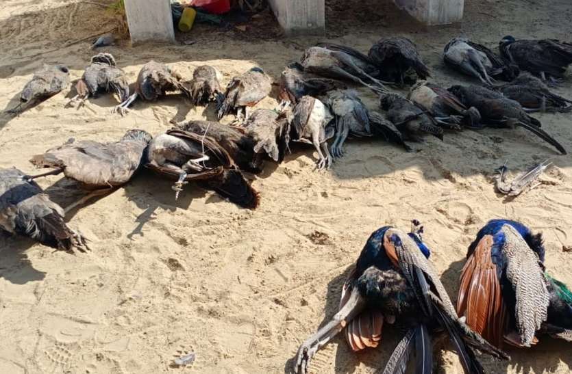 Bishnoi society Anger due to hunting of wildlife in bikaner