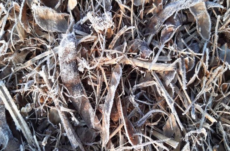 Cold collapsed, frozen vegetables