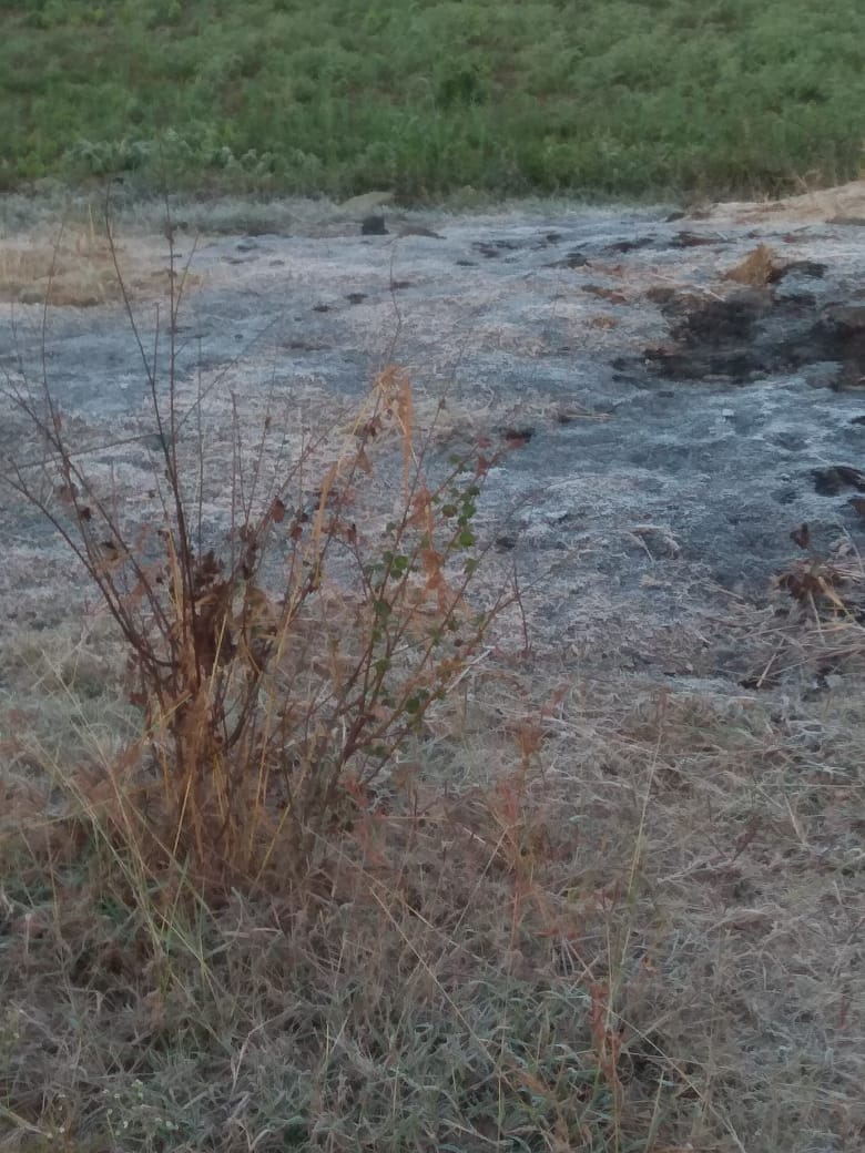 इतना गिरा पारा कि पत्तियों पर जम गई बर्फ