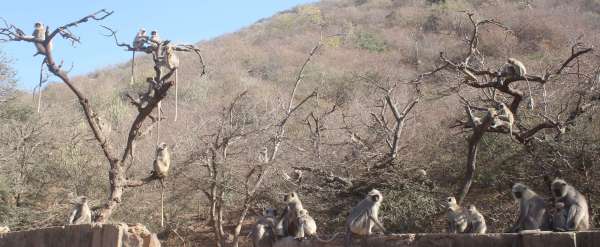 Winter Season : beautiful pics of monkeys