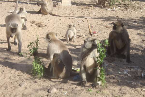 Winter Season : beautiful pics of monkeys