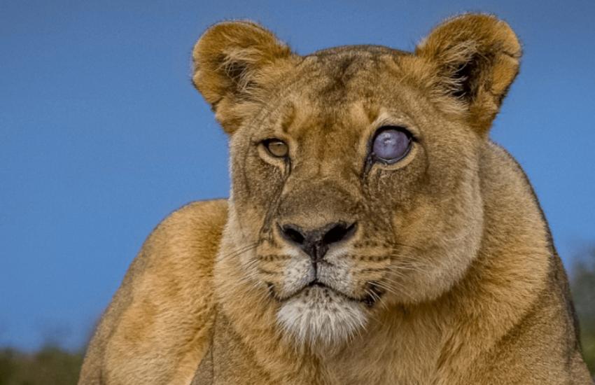 Blue eye lioness 