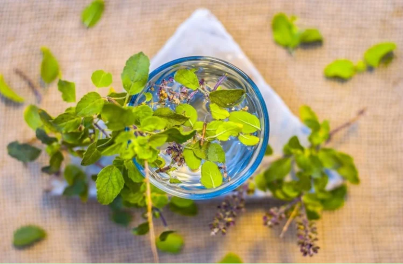 तुलसी की पत्ती सौंदर्य, पचान शक्ति, खुजली और रतौंधी में है फायदेमंद