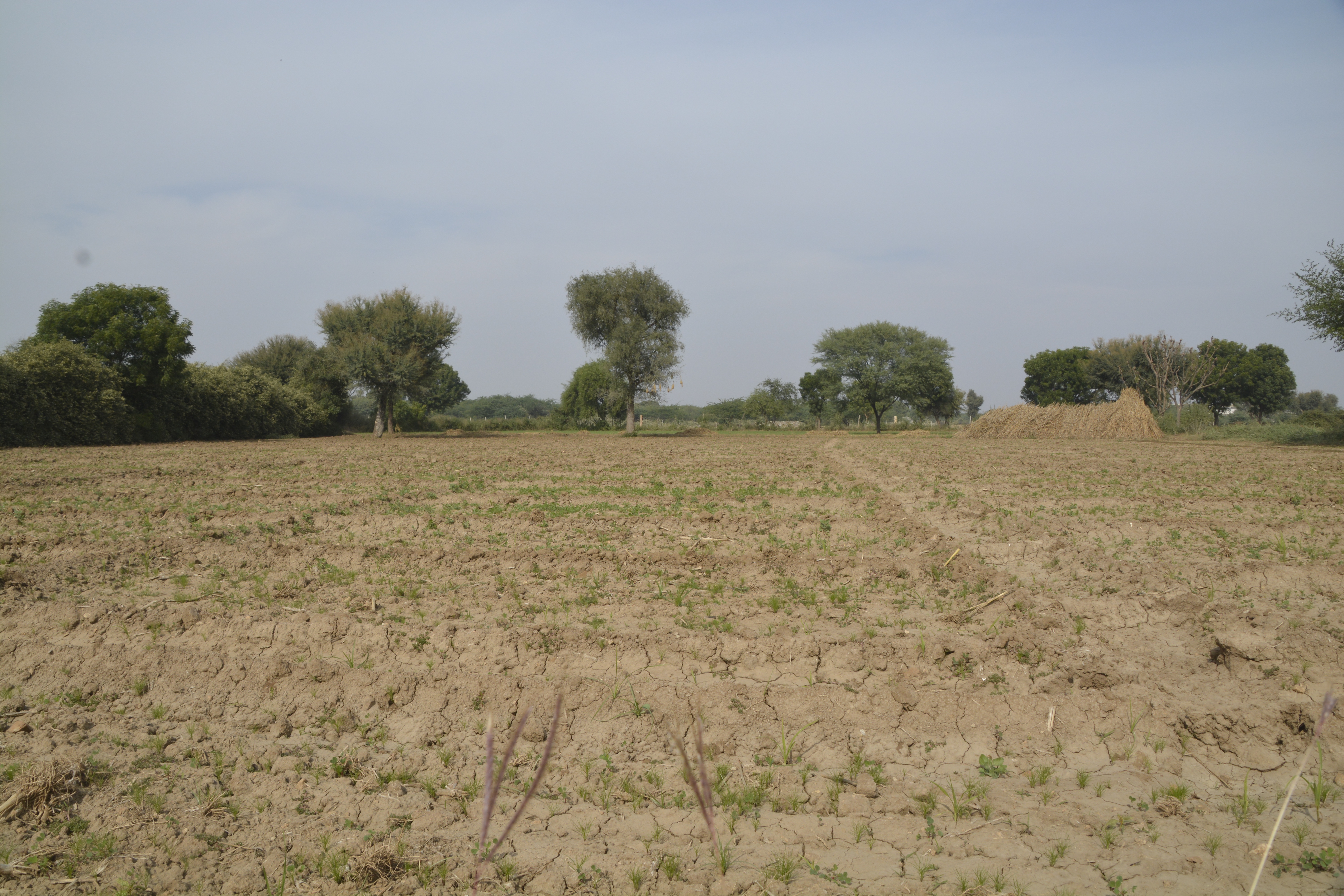 rabi crop : अजमेर जिले में ओलावृष्टि से 147 हैक्टेयर फसल प्रभावित