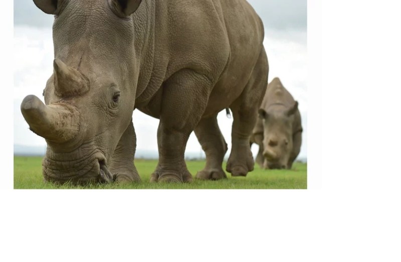 Worlds Oldest Rhino : दुनिया की सबसे उम्रदराज गैंडा की मौत पर सवाल