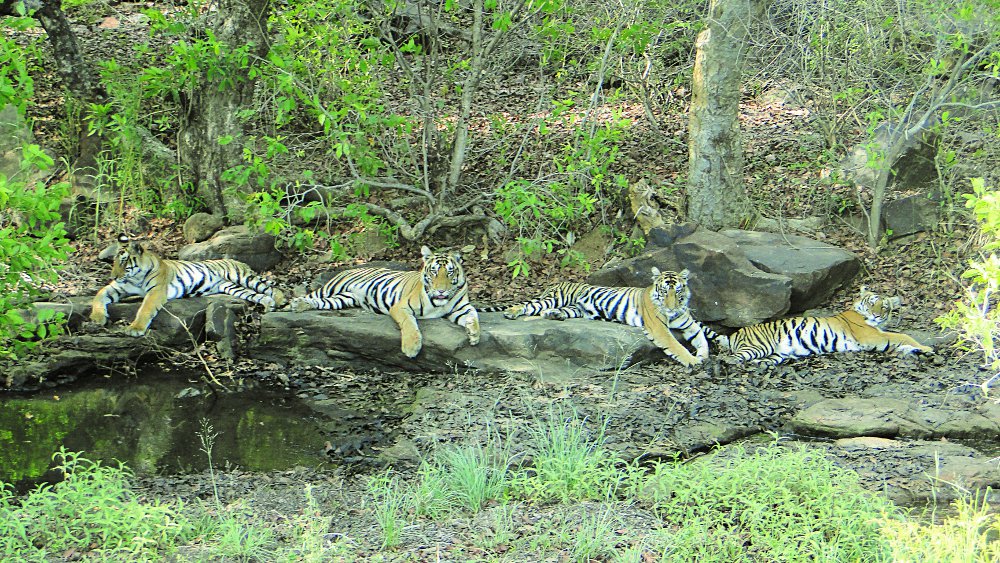 Madhya Pradesh gets tiger state status due to Panna Tiger Reserve
