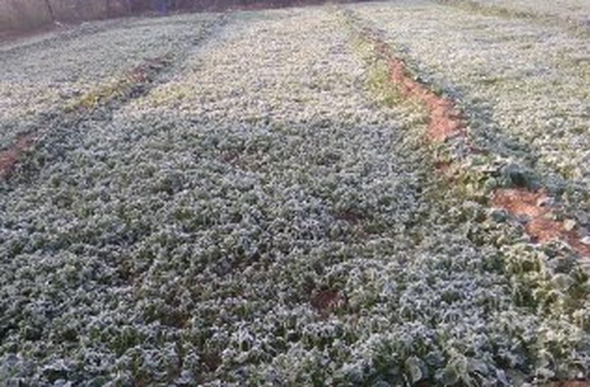 Winter 2019 : सर्दी का सितम , खेतों में जमी बर्फ की परत