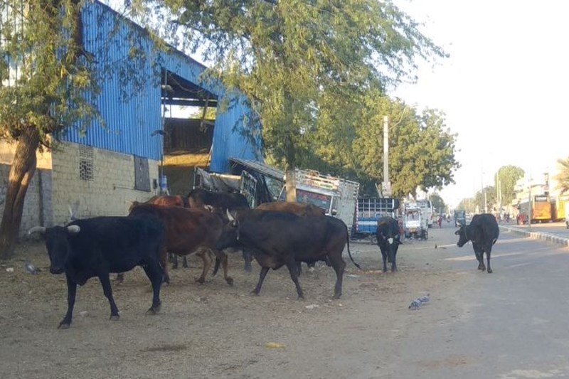 jodhpur nagar nigam is catching stray cows from panchayat areas
