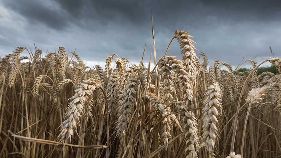 Good News: Wheat towards record production, farmers can be rich