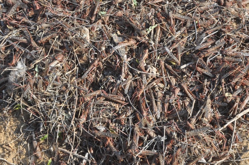 This time fakaa grasshopper went long