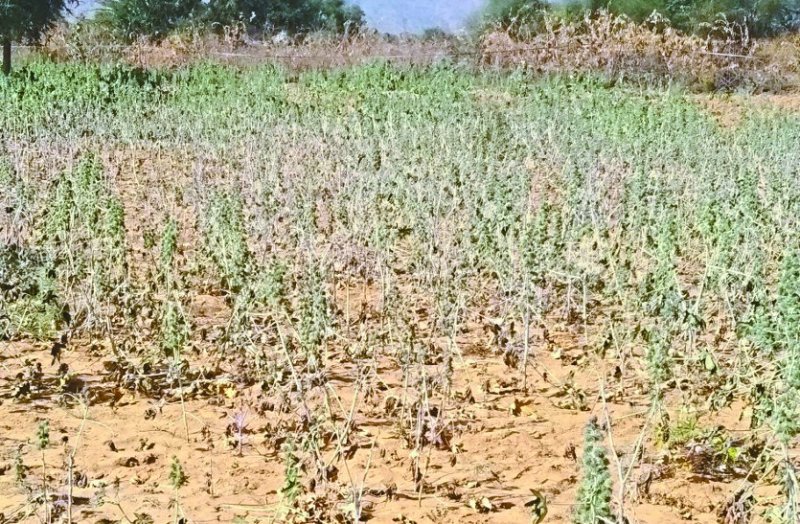 Castor crops destroyed due to cold, farmers upset