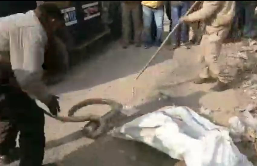 रिहायशी एरिया में पहुंचे अजगर को देखकर मचा हड़कंप, देखें वीडियो