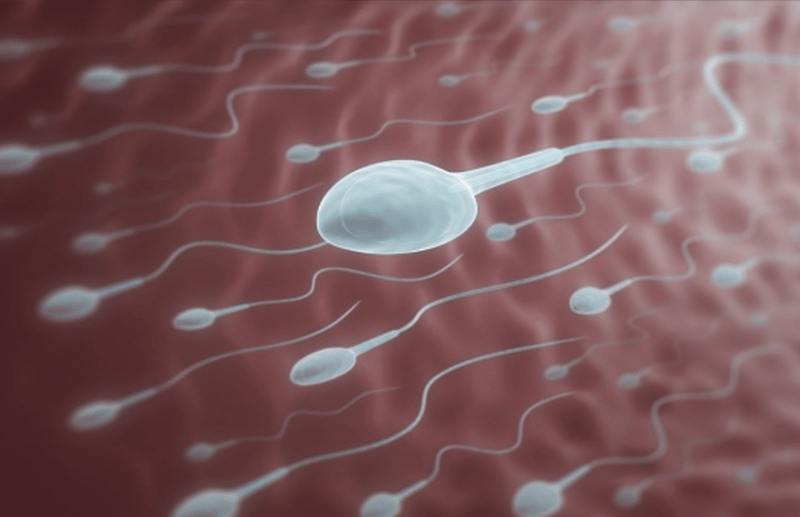 Sperm Quality and Motility can Increase by diet in two weeks- Research