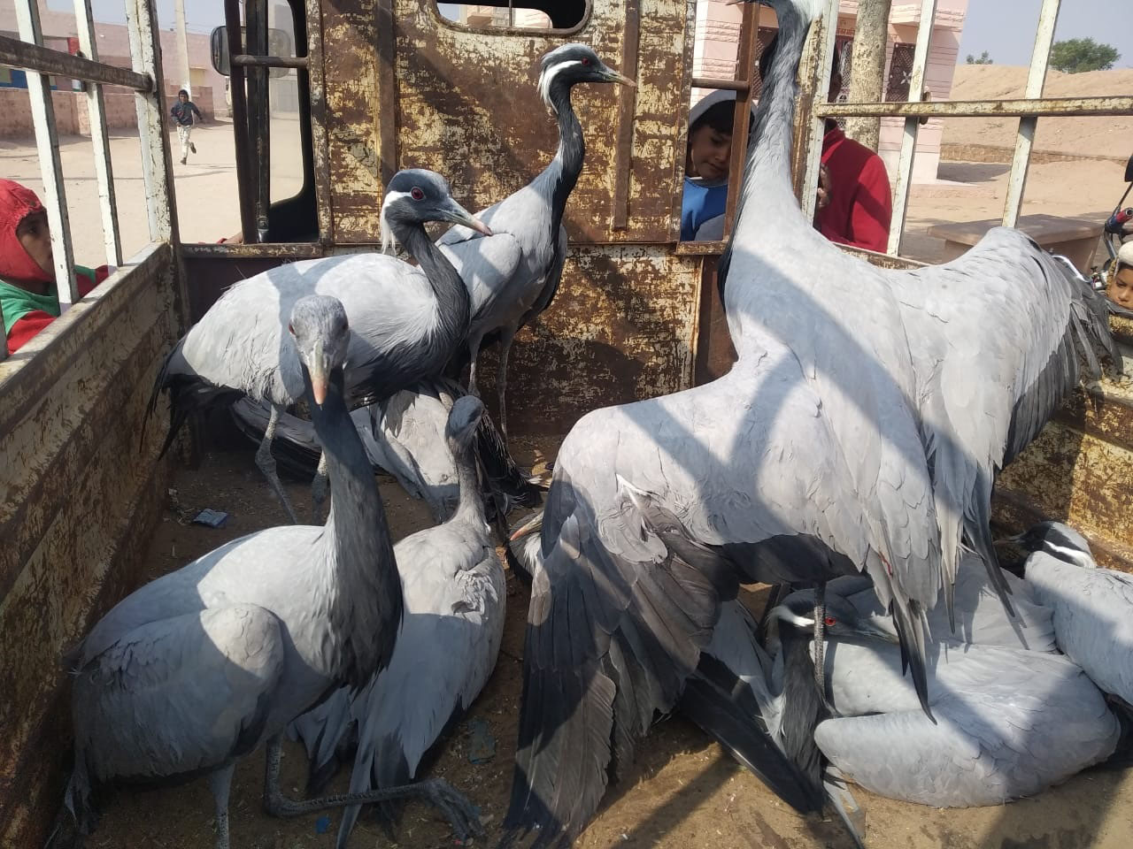 फलोदी. बीमार कुरजां पक्षी