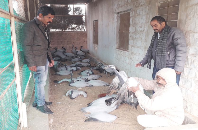 जहरीले दानों से मरी थी कुरजां, दूसरे दिन 4 बीमार पक्षी मिले