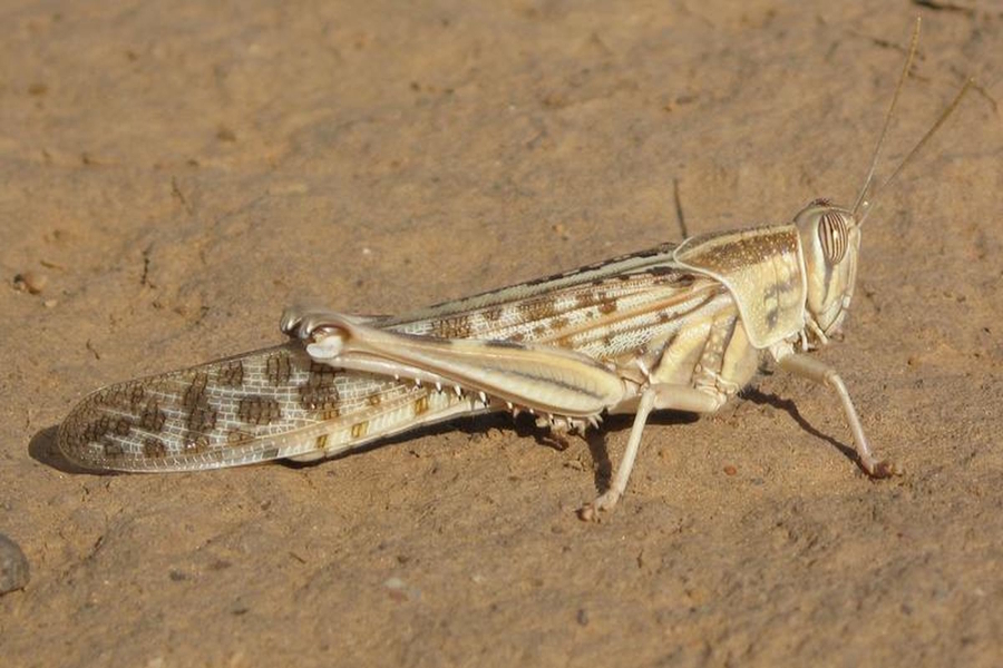 locust attack from pakistan in india is affecting crops in rajasthan