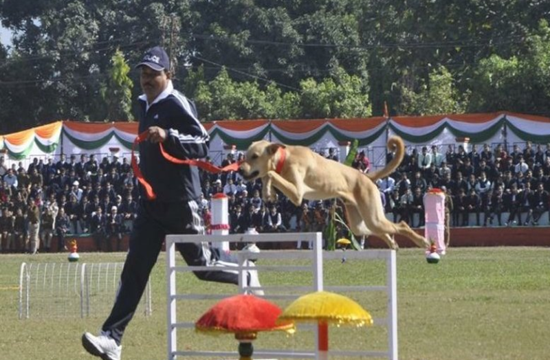 Video: विदेशी ब्रीड्स के डाग्स को मात दे रहा गलियों का 'ठेंगा', उत्तराखंड पुलिस स्क्वायड में बनाई जगह