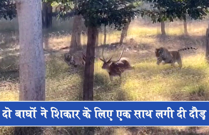 दो बाघों ने शिकार के लिए एक साथ लगी दी दौड़, हिरण की फिर भी बच गईं जान