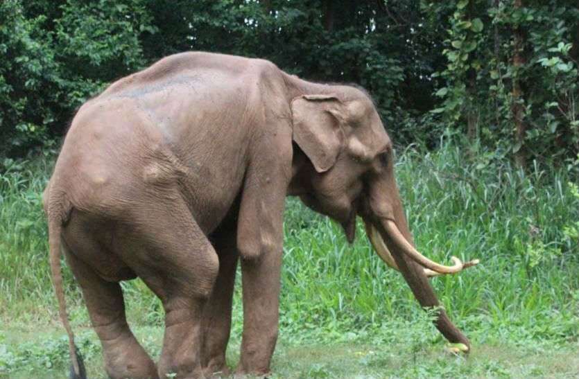 Elephant