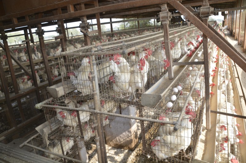 POULTRY FARM : राजस्थान के इस शहर में 300 पोल्ट्री फार्म हो गए बंद