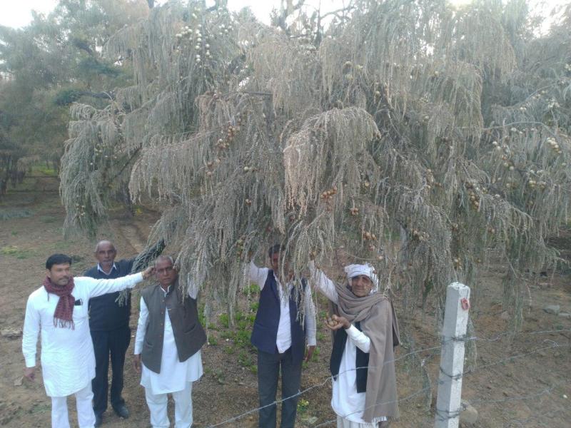 धरा रह गया 3 करोड़ का फल, सर्दी की ऐसी पड़ी मार, 30 रुपए किलो के भाव का फल कोई 2 रुपए किलो में लेने को तैयार नहीं