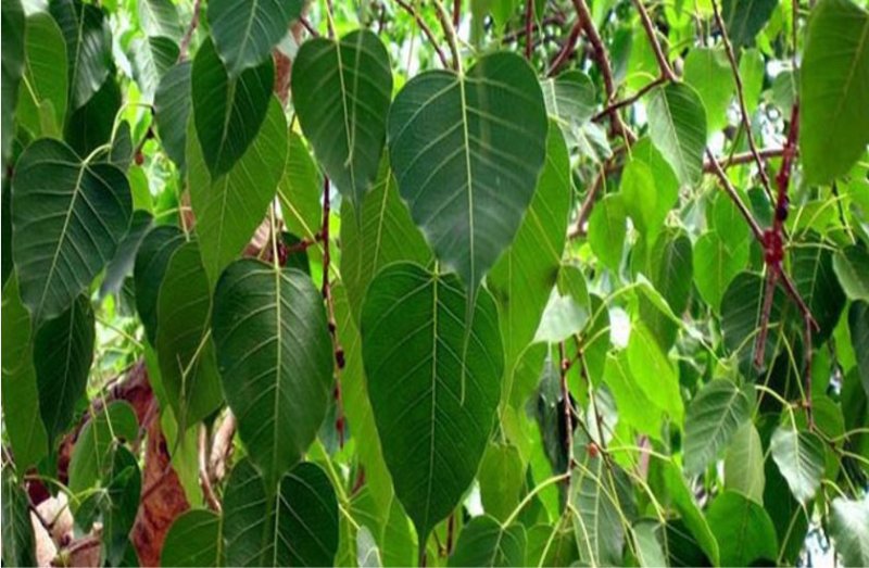 शनिवार : पीपल पेड़ के नीचे बैठकर एक बार कर लें उपाय, जो चाहे मिलने लगेगा