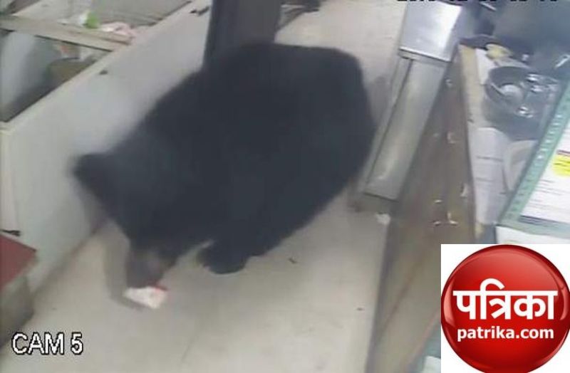 माउंट आबू: शहरी क्षेत्र का रूख करते भालुओं से खौफजदा हैं लोग