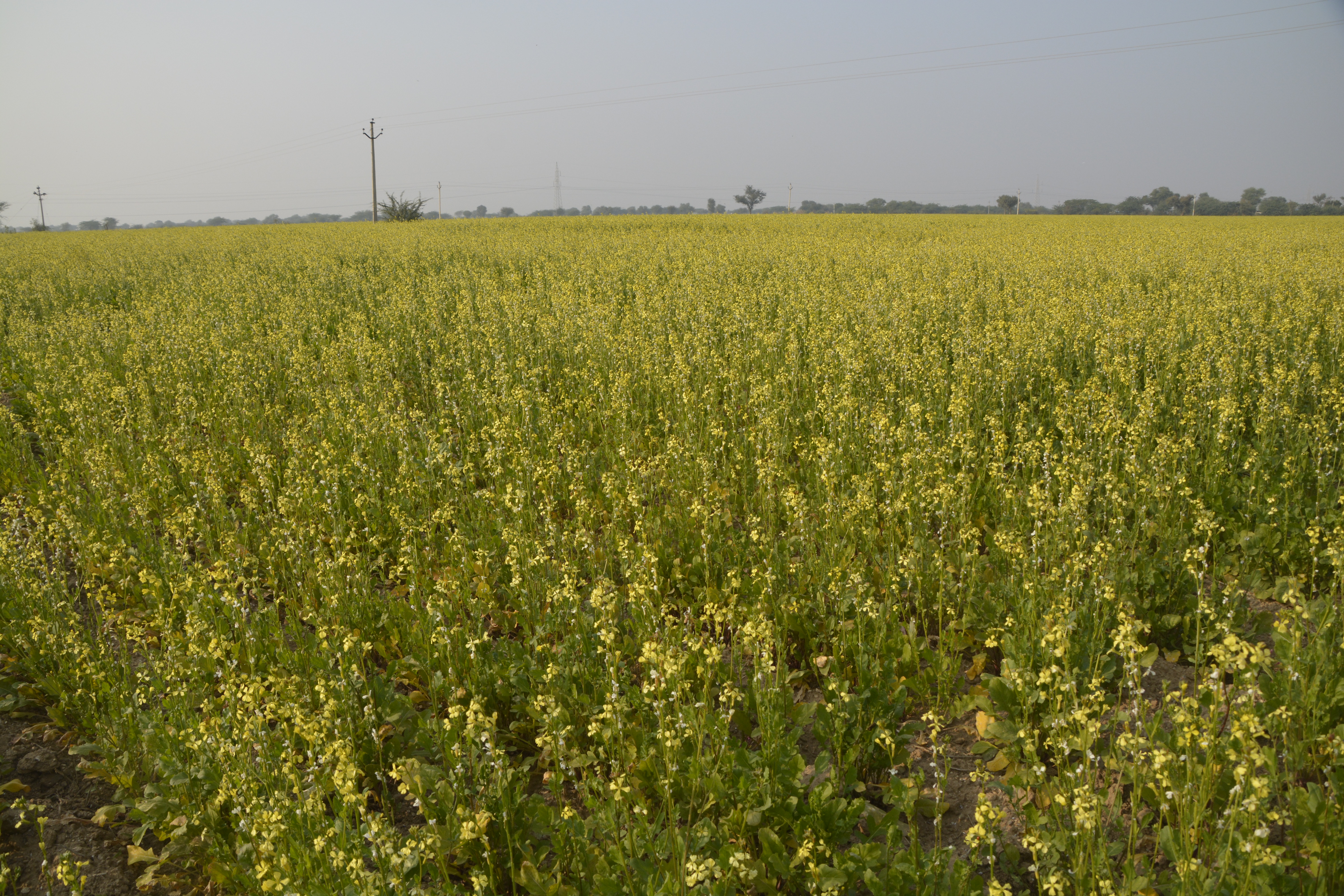 Rabi crop : सिंचाई और धुएं से करें पाले से बचाव के उपाय