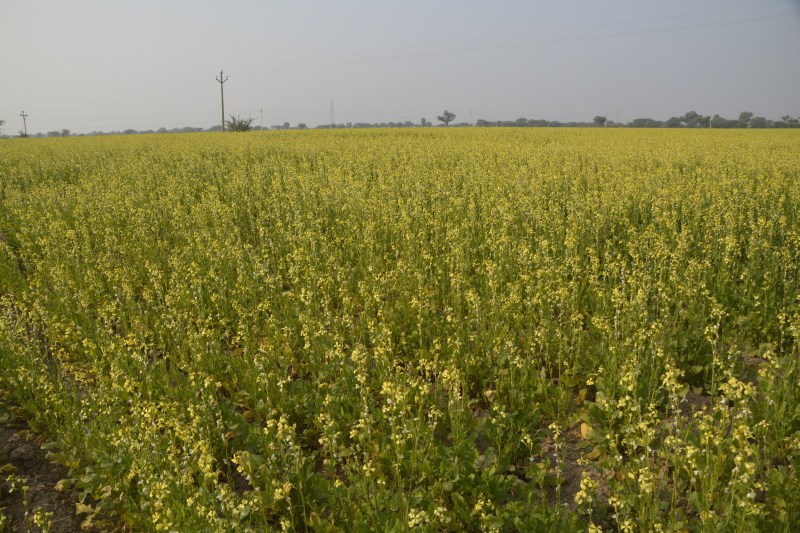 Rabi crop : सिंचाई और धुएं से करें पाले से बचाव के उपाय