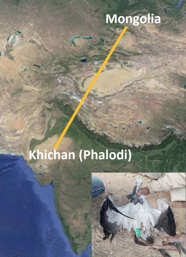 फलोदी. टैग लगी कुरजां व प्रवसन का मानचित्र