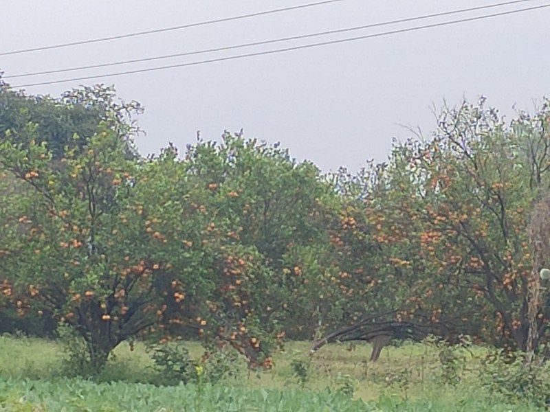 संतरे की फसल बर्बाद