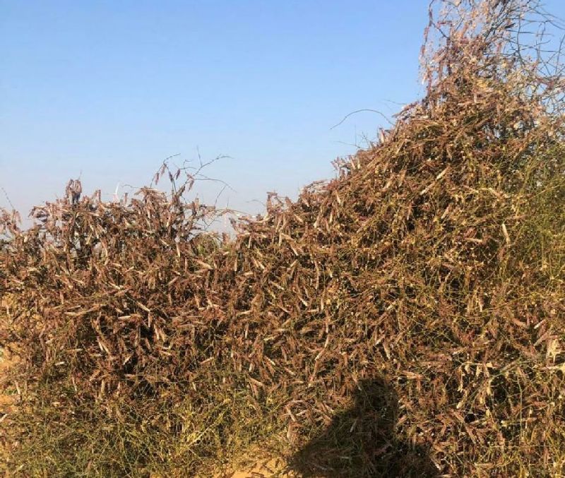 Locust team attack in the canal area of jaisalmer