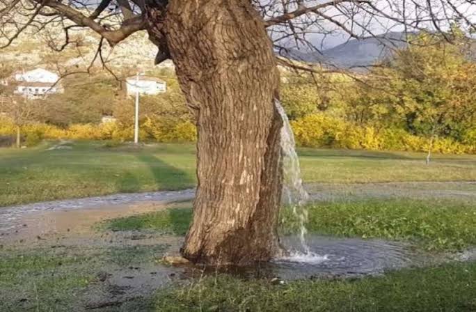 पेड़ से अपने आप निकलता है पानी, वैज्ञानिक भी नहीं सुलझा सके राज | Water  Comes Out from Kadamb Tree,Which Is Situated in Hariyana | Patrika News