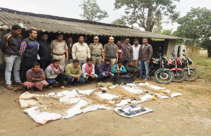 चार तेंदुए की खाल तस्कर कर रहे 7 आरोपियों को वन विभाग ने दबोचा, देखें फोटो