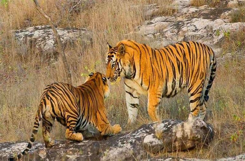 अब रणकपुर के निकट मोडिय़ा मगरी में टाइगर के लिए बनेगा एनक्लोजर, ढाई करोड़ रुपए होंगे खर्च