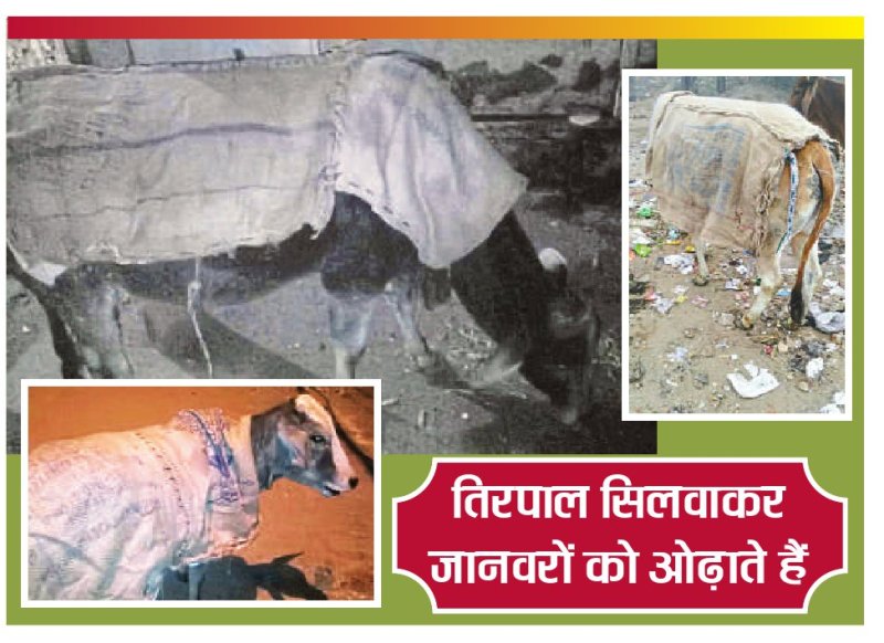 बेजुबानों को सर्दी से बचाने का उठाया बीड़ा