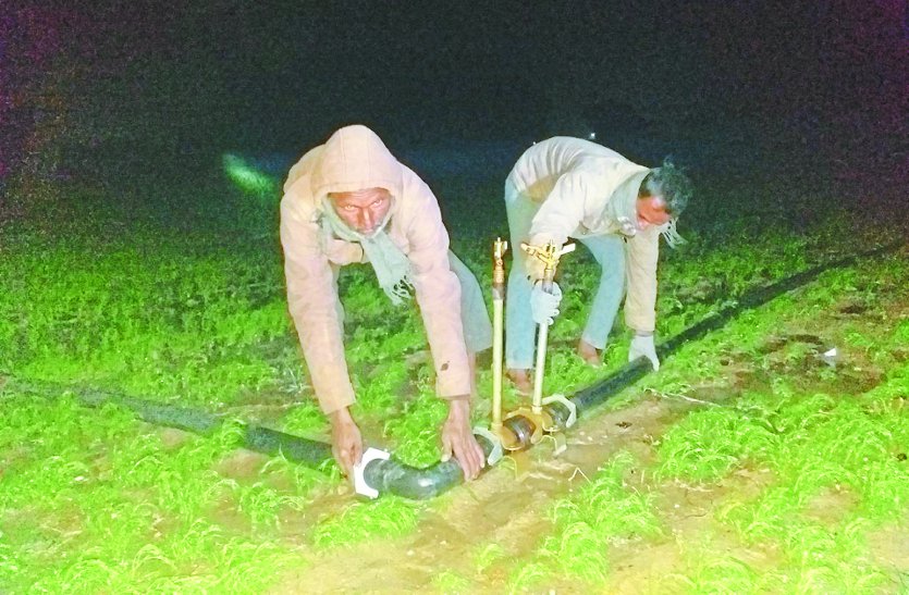 Farmers work overnight amidst cold wave