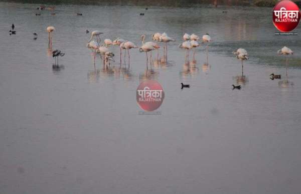 सरहदों से परे परिन्दे,राष्ट्रीय पक्षी दिवस
