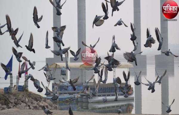 सरहदों से परे परिन्दे,राष्ट्रीय पक्षी दिवस