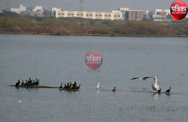 सरहदों से परे परिन्दे,राष्ट्रीय पक्षी दिवस