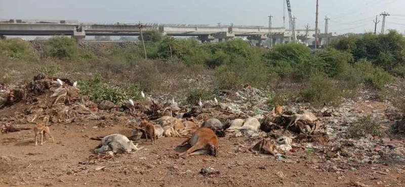 श्रद्धालुओं की भावनाएं आहत, चंद्रभागा नदी किनारे डाल रहे मृत पशु