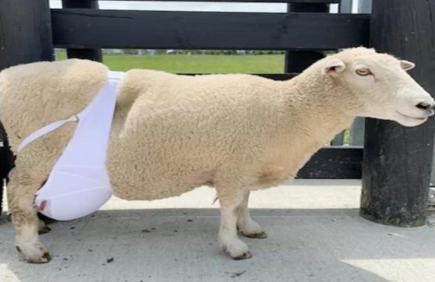 A Sheep wears ladies bra 