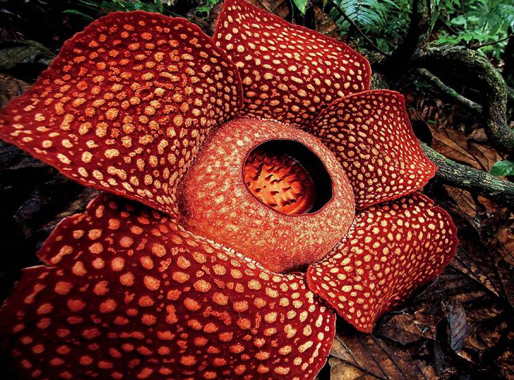 Rafflesia Flower blossomed